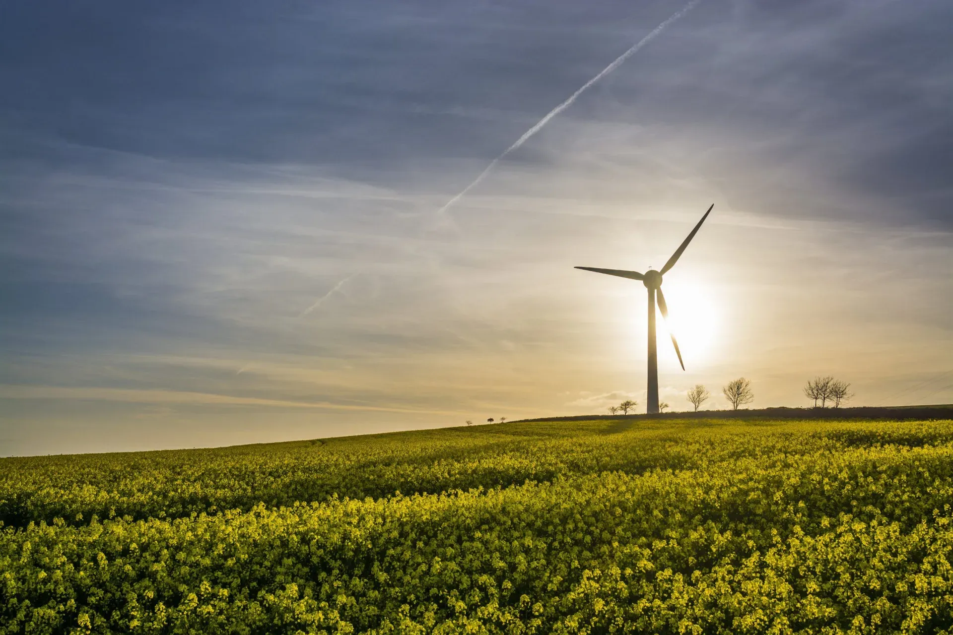 Rape seed field at sunset with blue sky and wind turbine silhouette, cornwall, uk